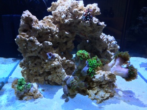 From left to right: Kenya green tree coral (Capnella), Leather mushroom coral (Sarcophyton), Hammer coral (Euphyllia), Orange polyp (Zoanthus), Frogspawn coral (Euphyllia)