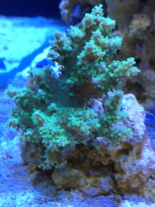 Capnella Kenya tree coral is growing quite well.