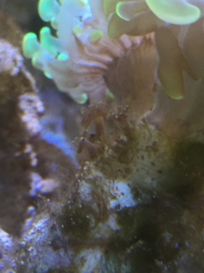 The new polyps on my Euphyllia have begun to extend out of their new skeleton.