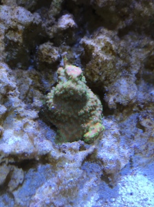 The Montipora has completely enveloped one of ledges next to the frag plug.